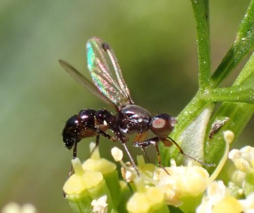 Sepsis fulgens